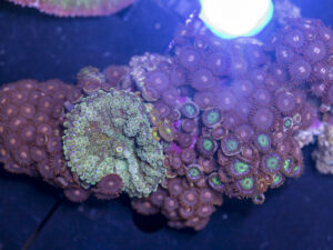 Ricordea / Zoanthid Combo