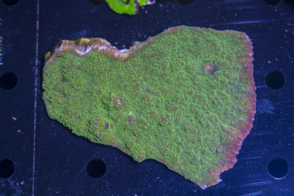 Montipora