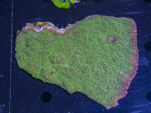 Montipora