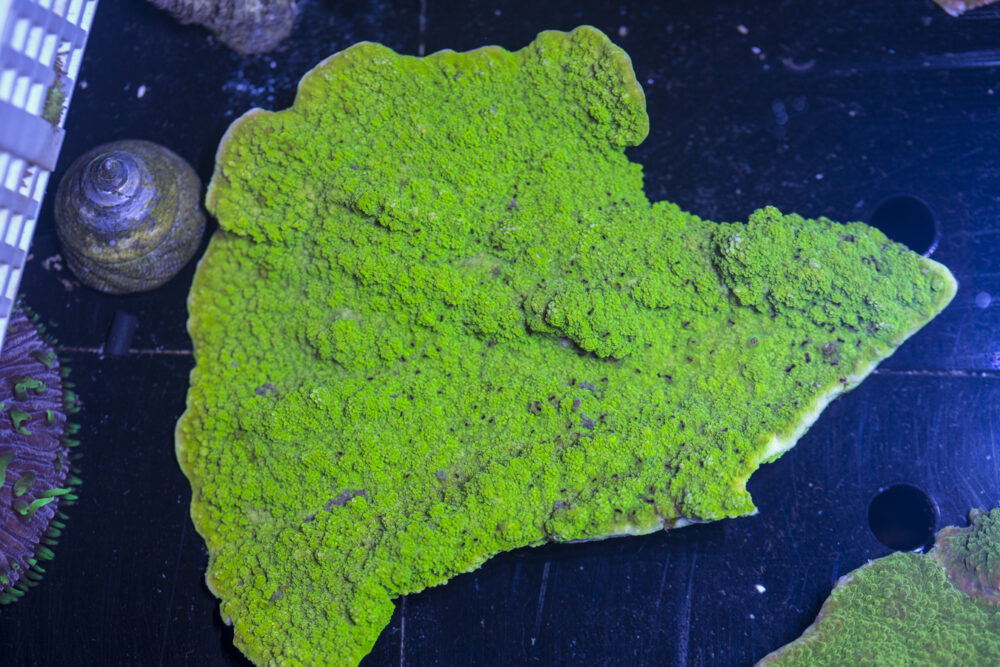 Montipora