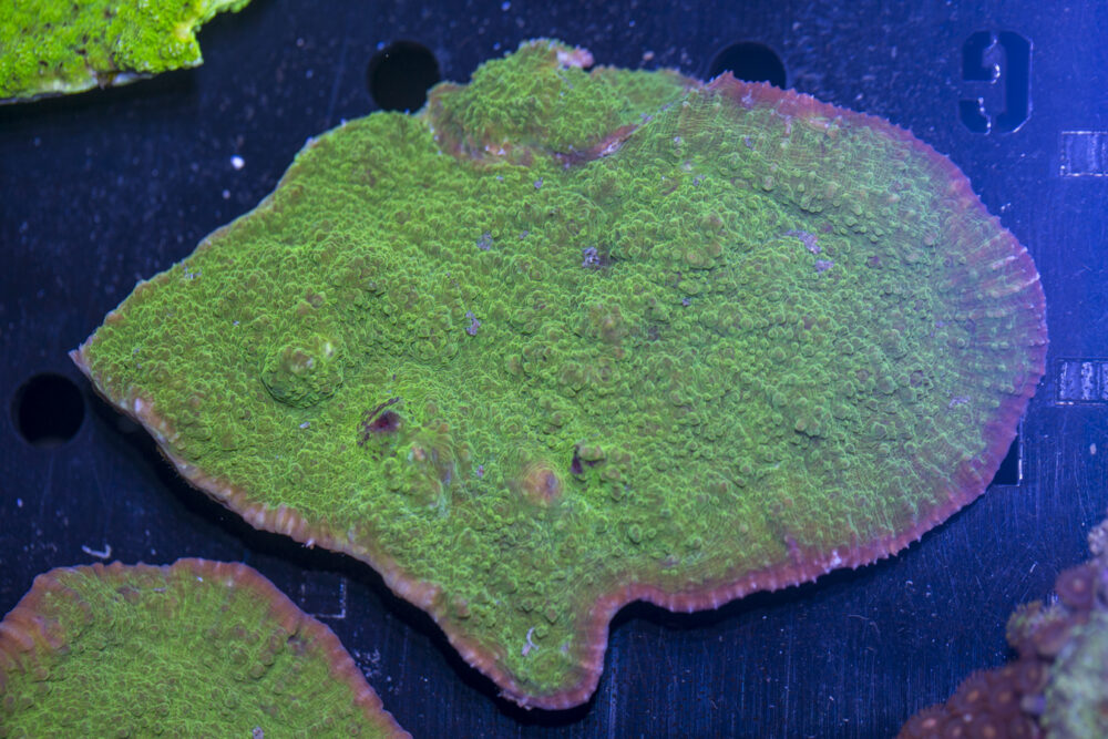 Montipora