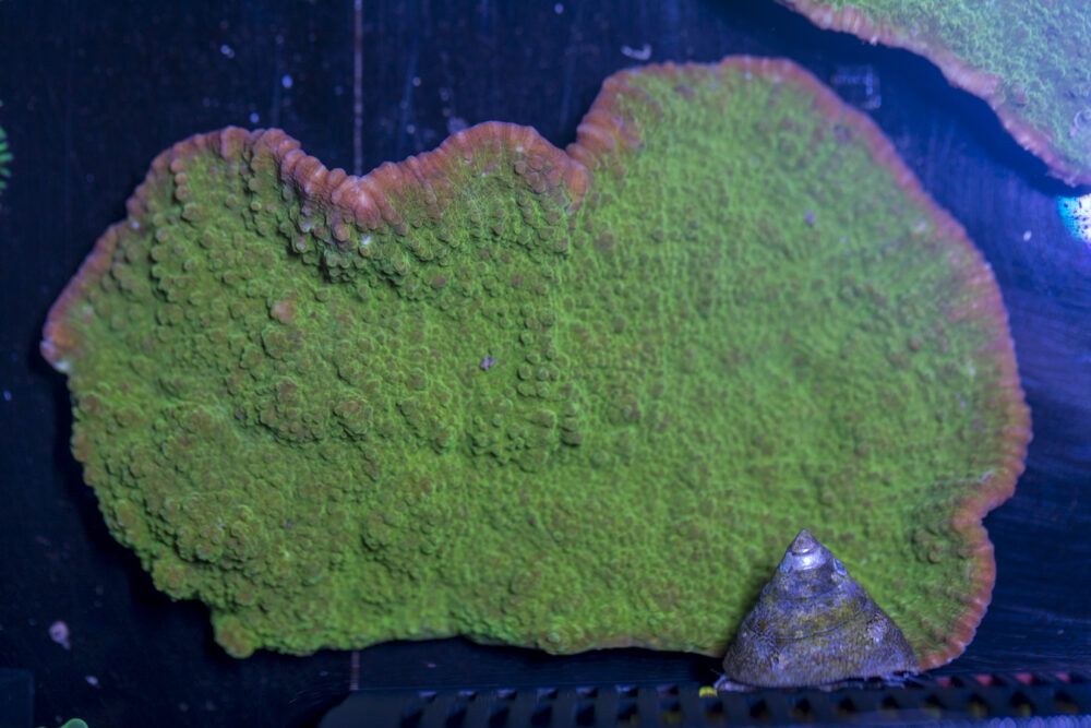 Montipora