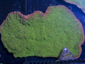 Montipora