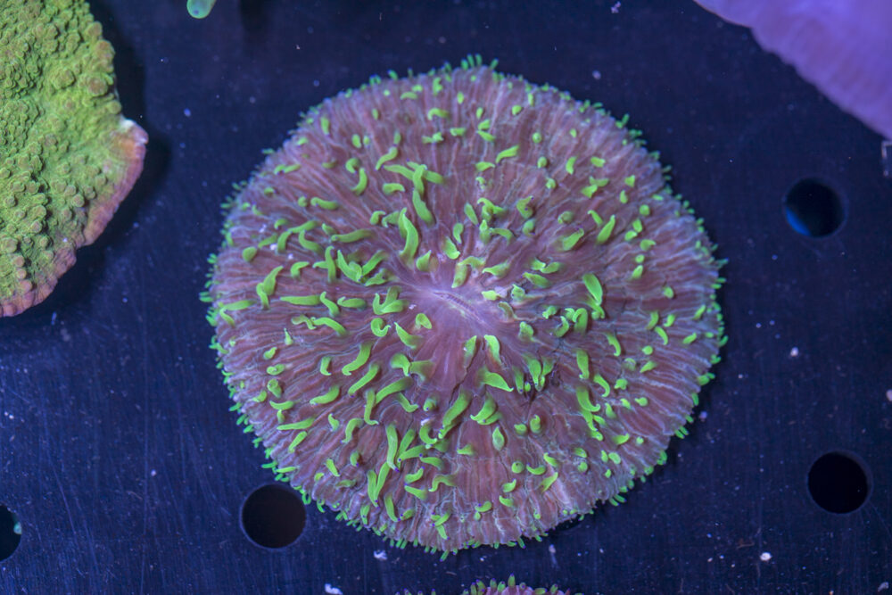 Fungia