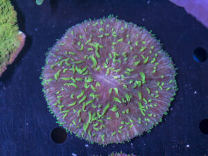 Fungia