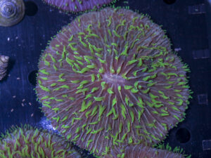 Fungia