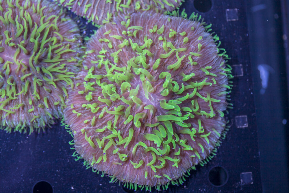 Fungia (Copy)