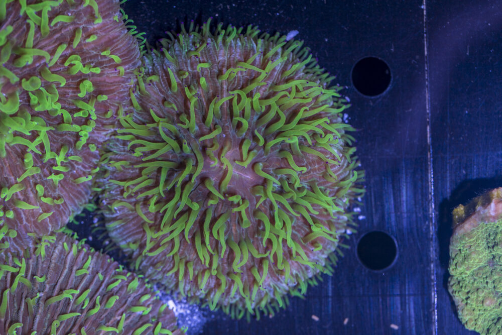 Fungia