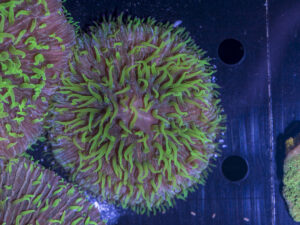 Fungia