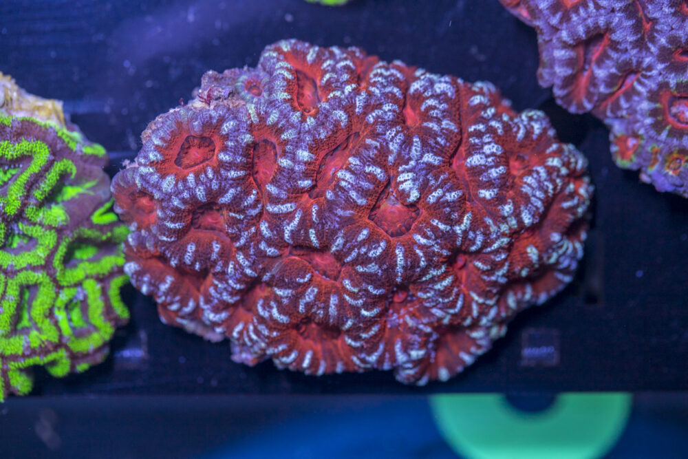 Acan - Lord Howe