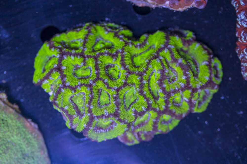 Acan - Lord Howe