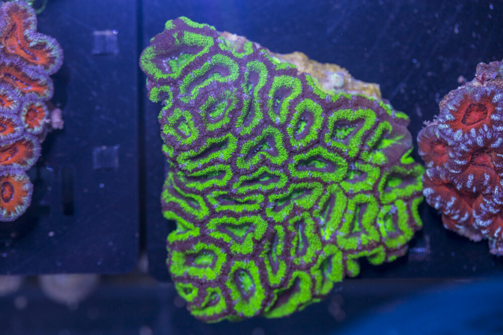 Acan - Lord Howe