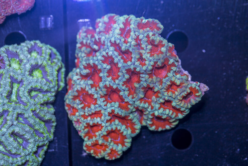 Acan - Lord Howe