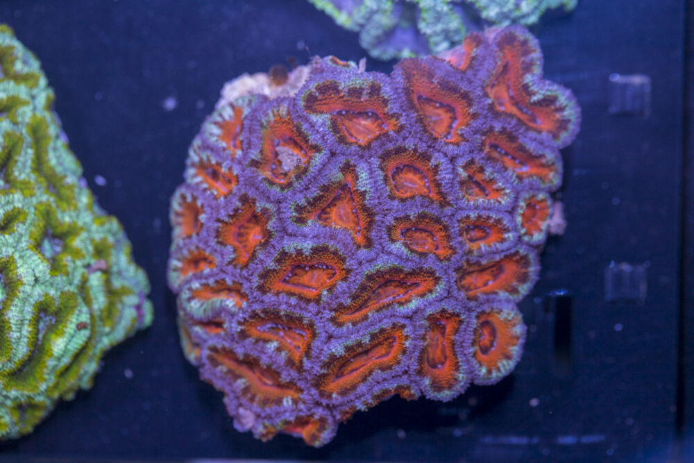 Acan - Lord Howe