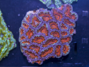 Acan - Lord Howe