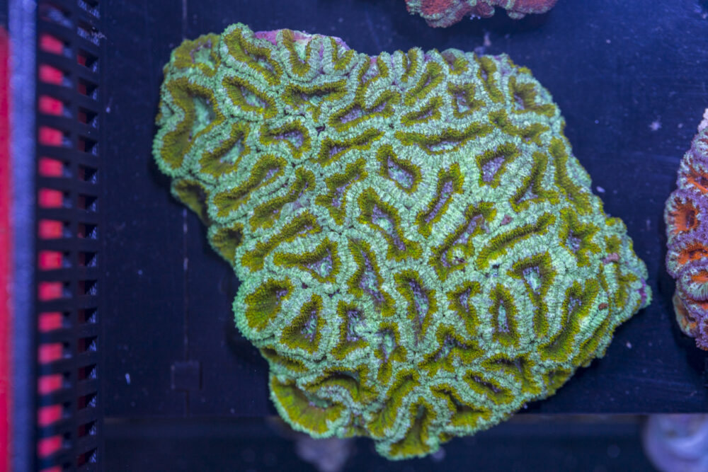 Acan - Lord Howe