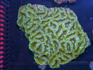 Acan - Lord Howe