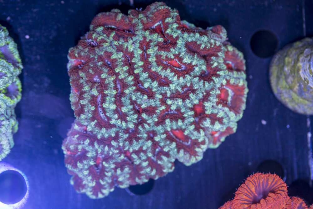 Acan - Lord Howe