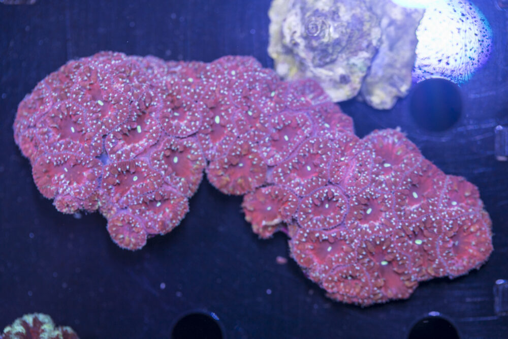 Blastomussa