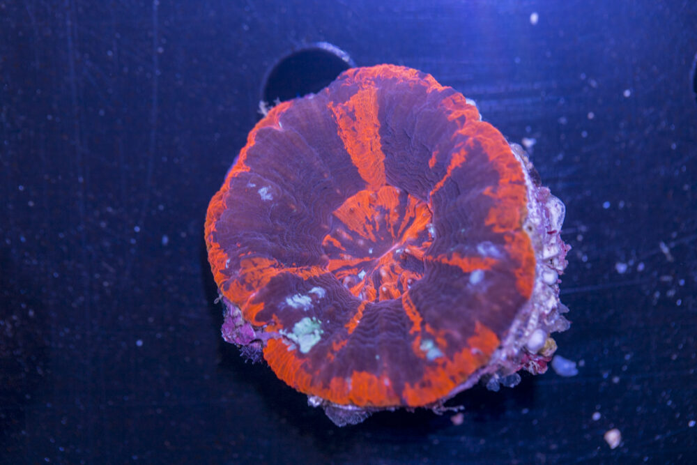 Scolymia