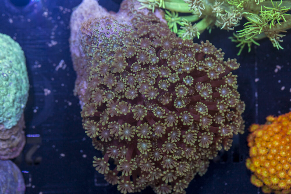 Alveopora
