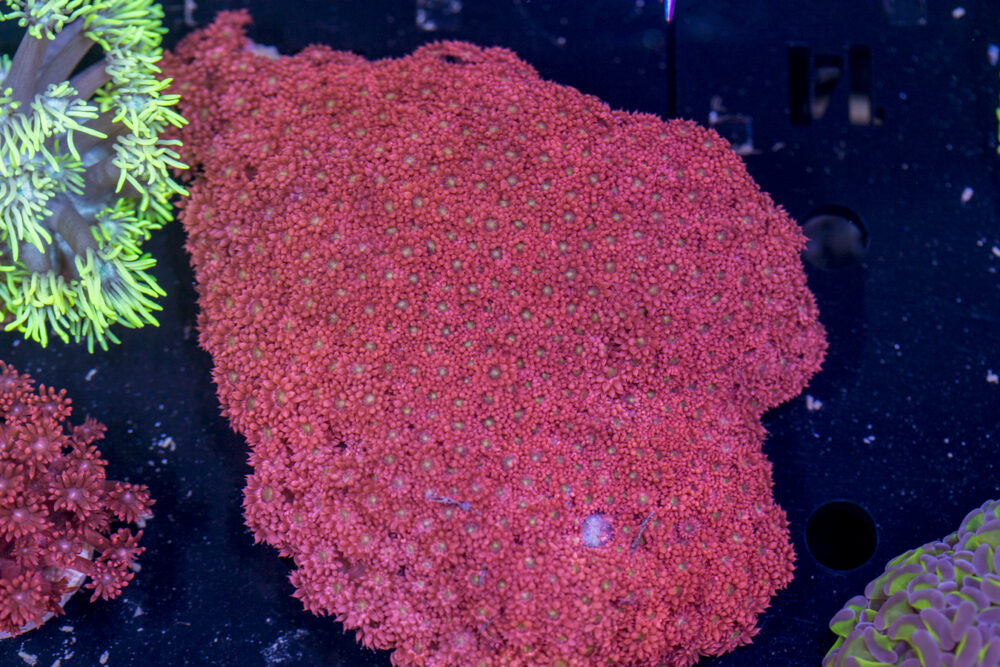 Goniopora