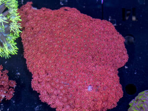 Goniopora