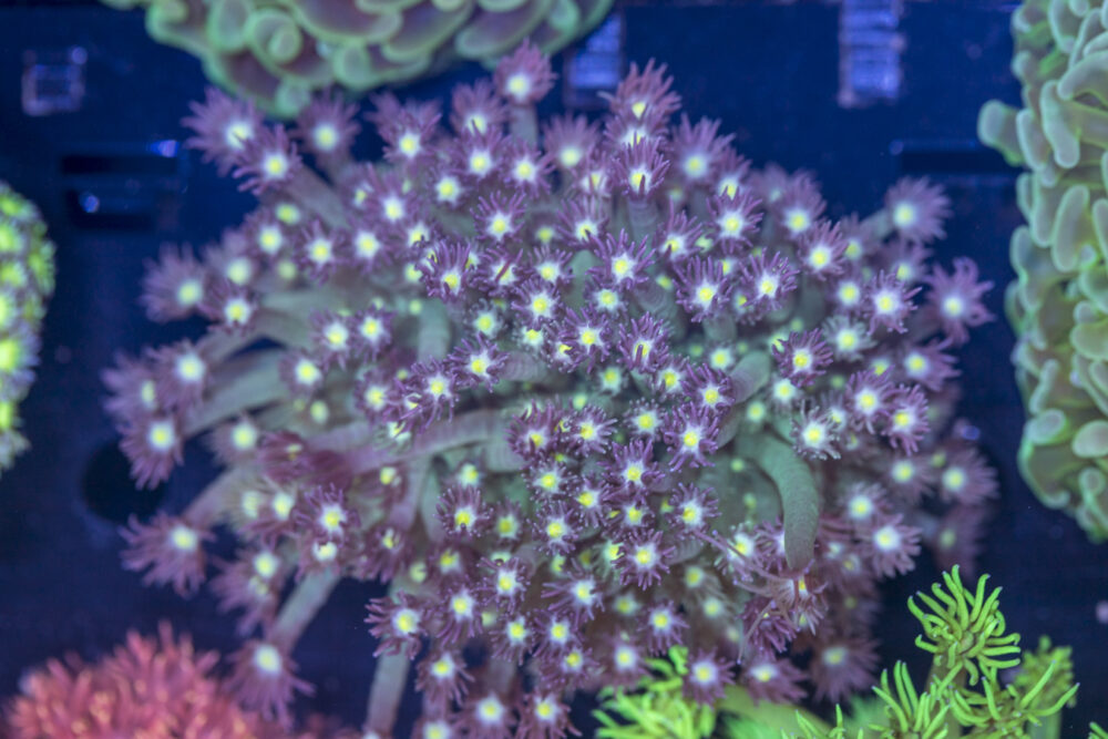 Goniopora
