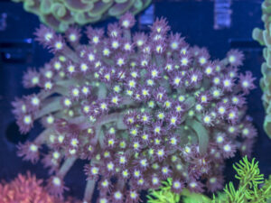 Goniopora