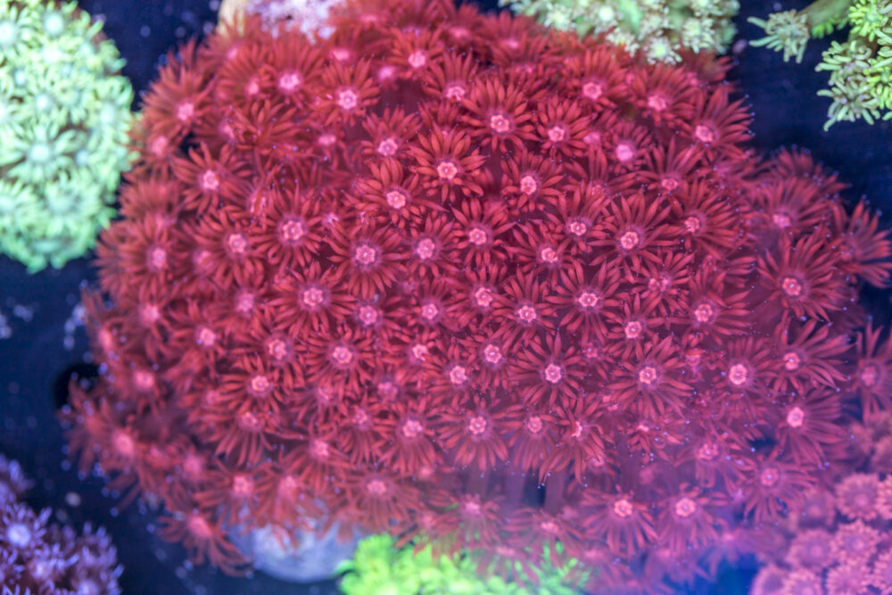 Goniopora