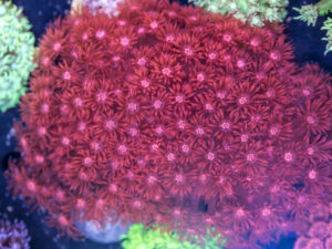 Goniopora
