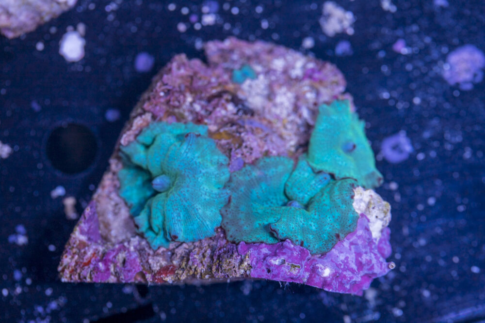 Corallimorph