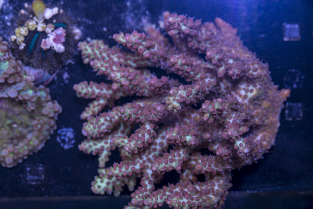 Acropora