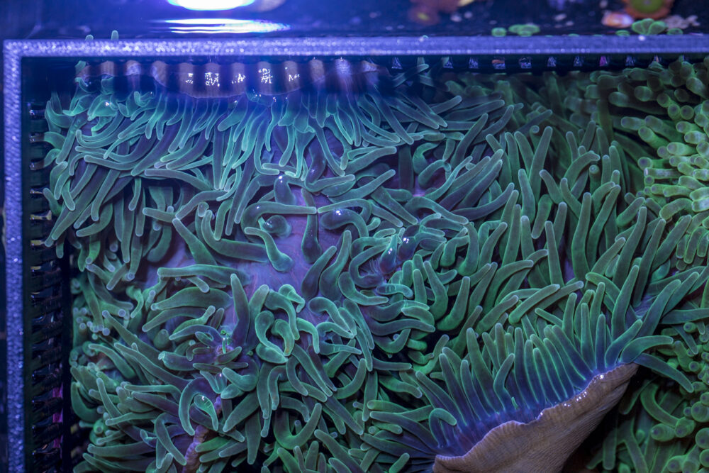 Bubble Tip Anemone