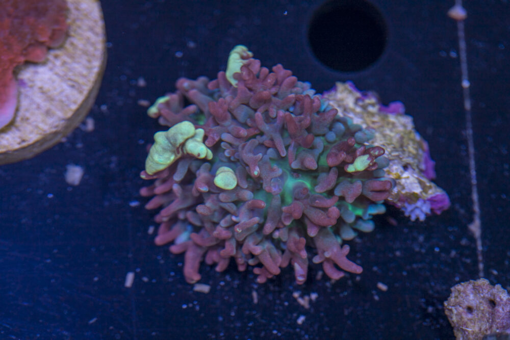 Corallimorph