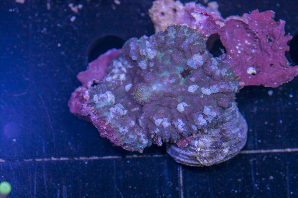 Rhodactus