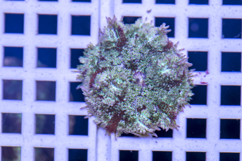 Mini Maxi Anemone