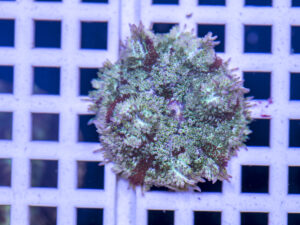 Mini Maxi Anemone