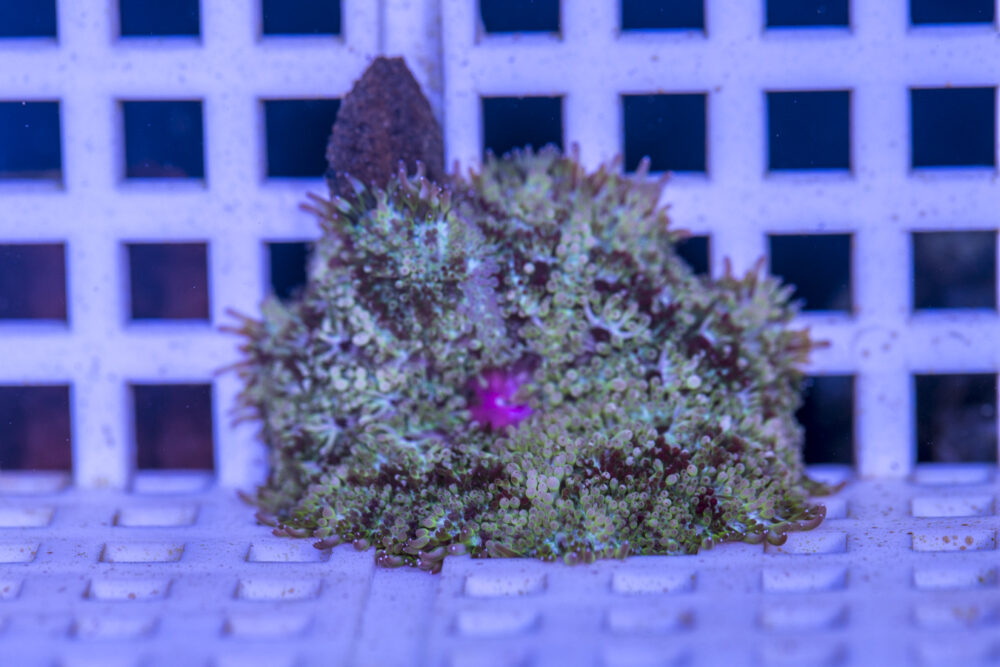 Mini Maxi Anemone