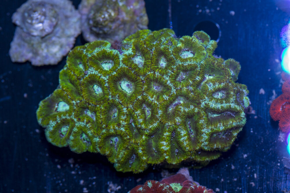 Acan - Lord Howe