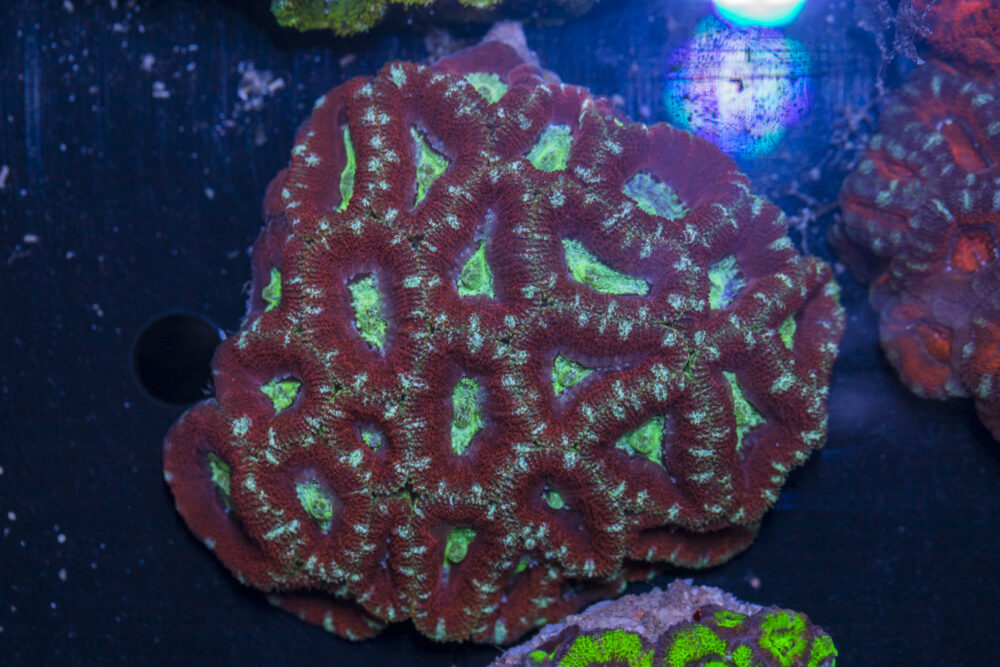Acan - Lord Howe