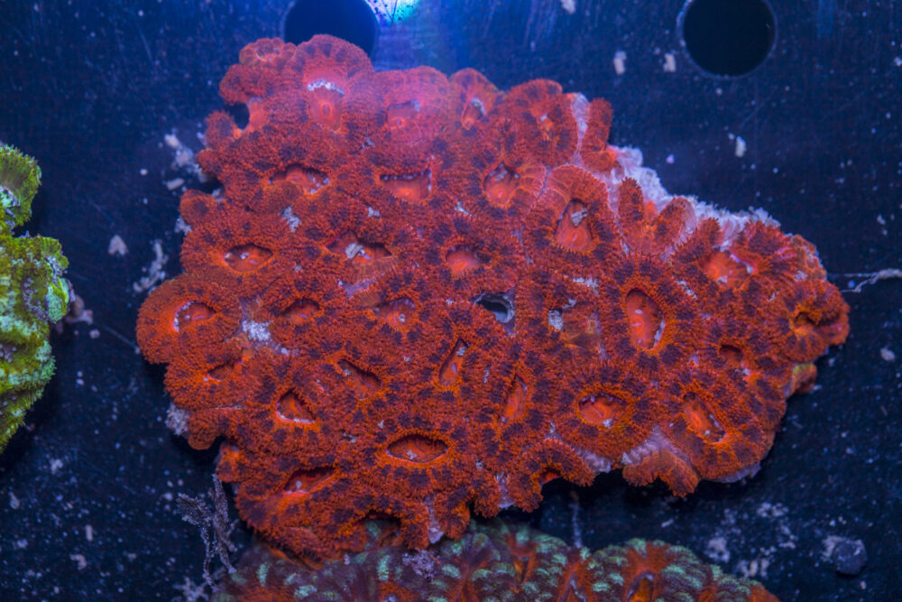 Acan - Lord Howe