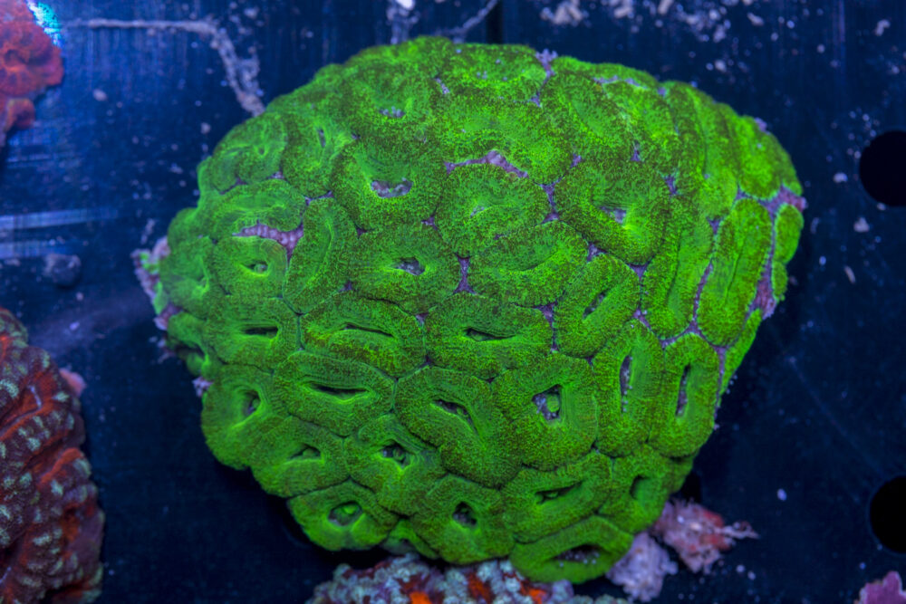 Acan - Lord Howe