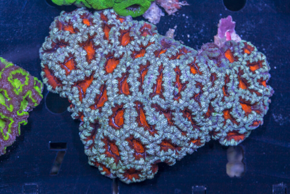Acan - Lord Howe