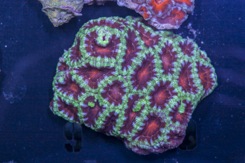Acan - Lord Howe