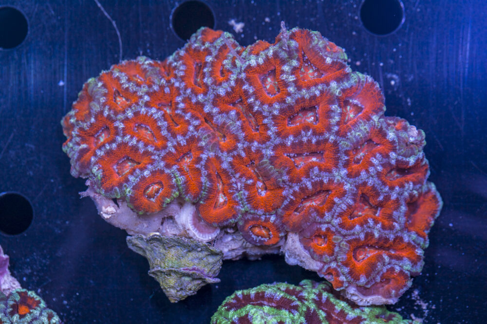 Acan - Lord Howe