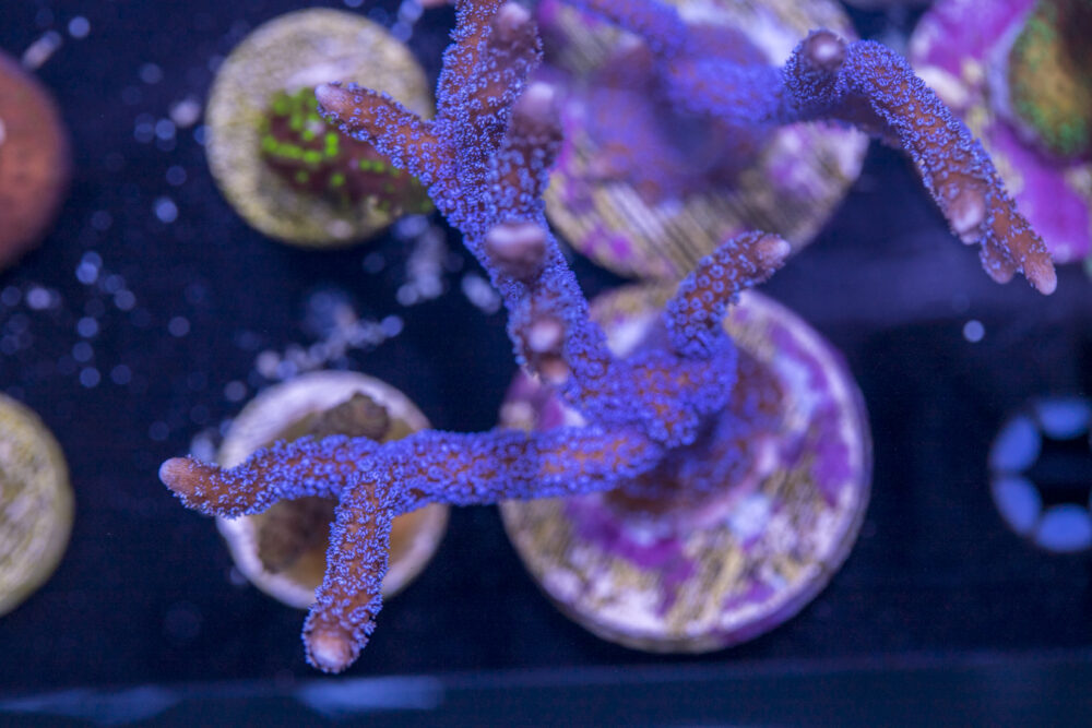 Montipora - Digitata