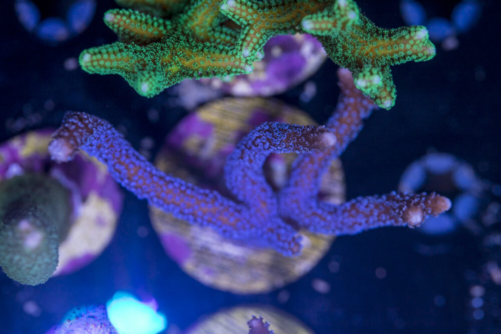 Montipora - Digitata