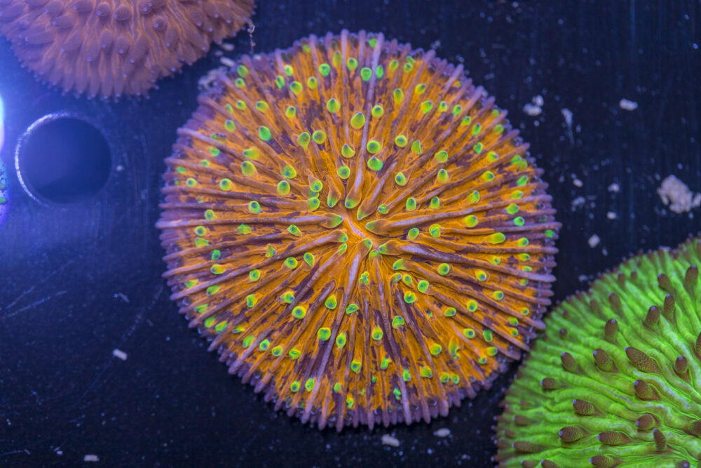 Fungia