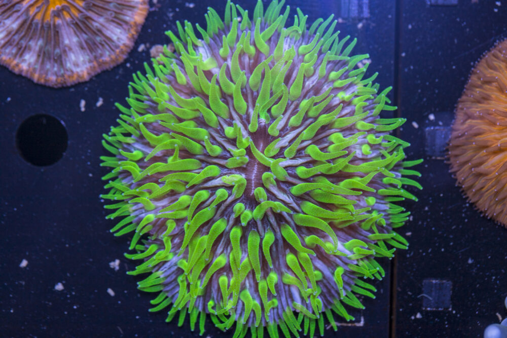 Fungia
